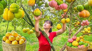 TIMELAPSE -- 366 Days Harvesting 1000Kg Garcinia Cowa, Papaya, Passion Fruit... Go to Market Sell