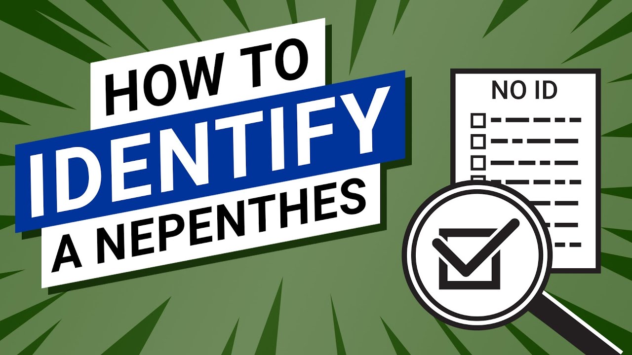 🔍  How To Identify A Nepenthes 👀  (All beginner should watch!)