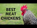 Best Chickens for Meat