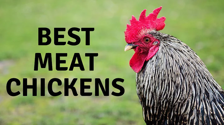 Best Chickens for Meat and profit - DayDayNews