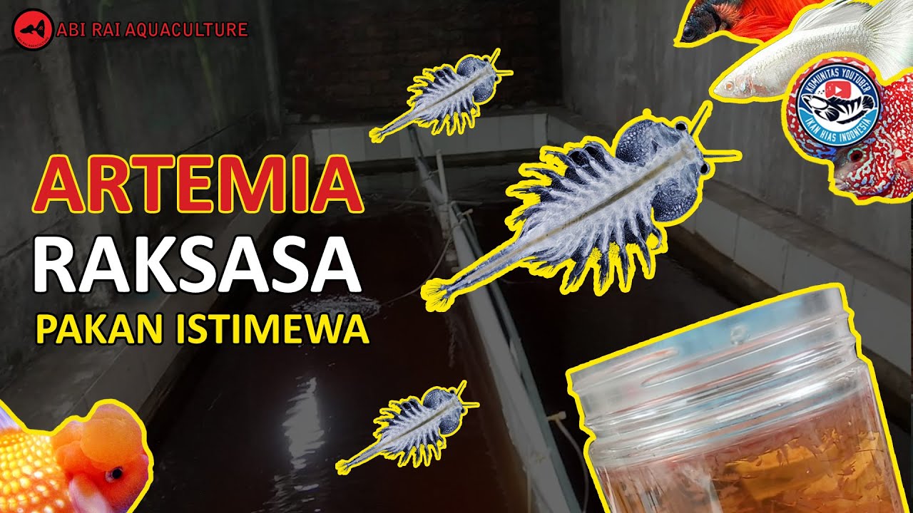 ARTEMIA RAKSASA PAKAN ISTIMEWA IKAN HIAS