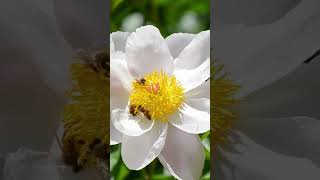 Beautiful Relaxing Music #shorts