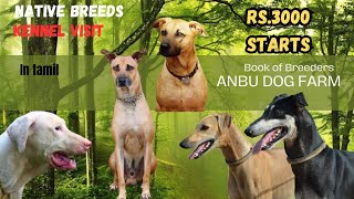 Rajapalayam puppies Kombai | Dogs for sales in Coimbatore with prices | Kennel tamilnadu by Book of breeders 3,413 views 8 months ago 11 minutes, 44 seconds