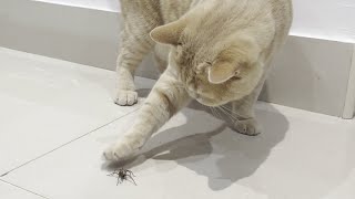 Cat Vs Spider