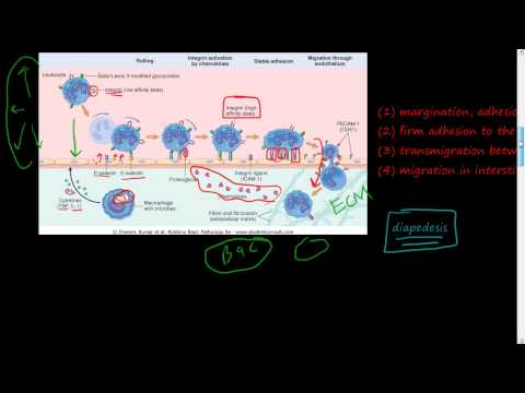 Video: Målinriktning Mellan Samtalet Mellan Urokinasreceptor Och Formylpeptidreceptor Typ 1 För Att Förhindra Invasion Och Transendotelial Migration Av Melanomceller