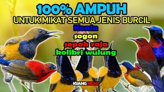 suara pikat burung kecil paling ampuh untuk Konin,sogon,sepah raja, kolibri wulung