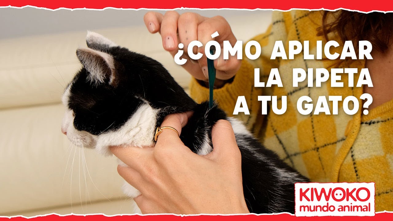 Cómo poner una PIPETA un GATO? 【¡Paso a paso! ✓】 -