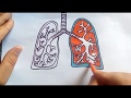 how to draw lungs,lungs diagram ,kids drawing and painting