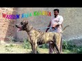 Interview Waseem Raja  Kalaria  And Beautiful Bully Dog | Pitbull Dog By Nafa tv hd