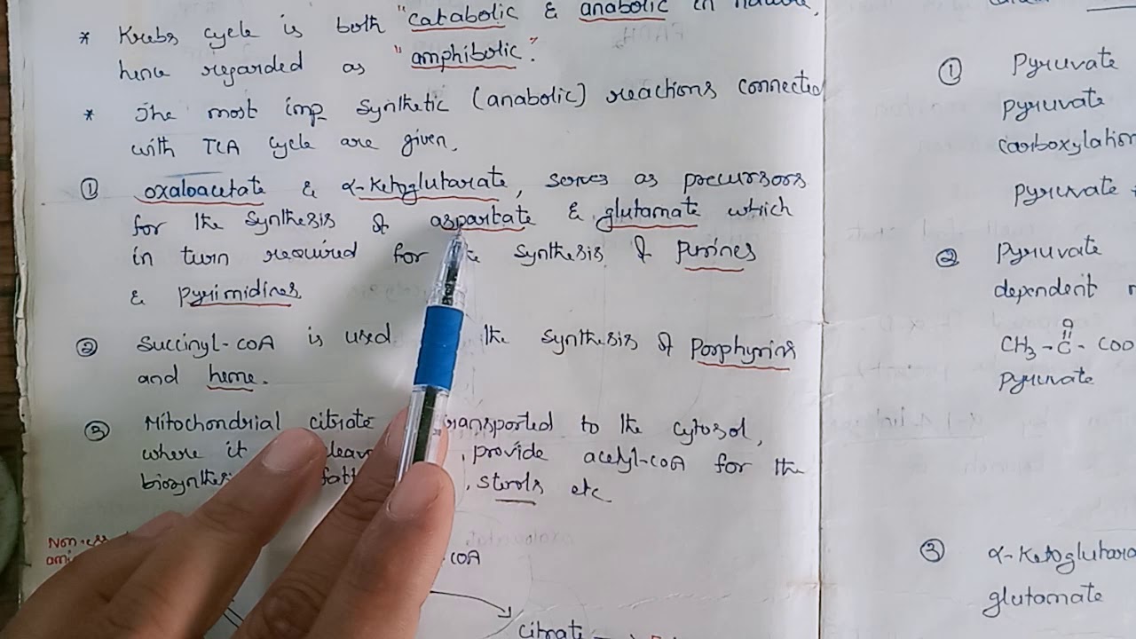 Amphibolic pathway