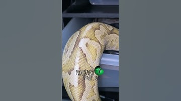 🐍 #Snakemating 🧪 #shorts #molinarosnakelab #pythons #snakebreeding #reptiles #royalpython #diy