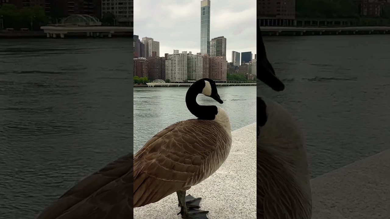 New York’s Angry Hissing Goose