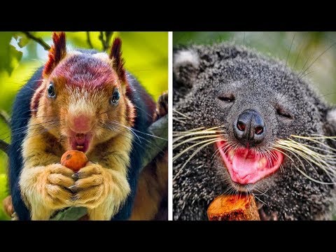 あなたがまだ知らないかわいすぎる動物たち