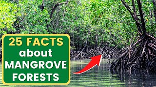 25 Facts About MANGROVE FORESTS You Need To Know!