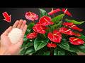 Just Rice! Anthurium Grows Strong and Blooms All Year Naturally