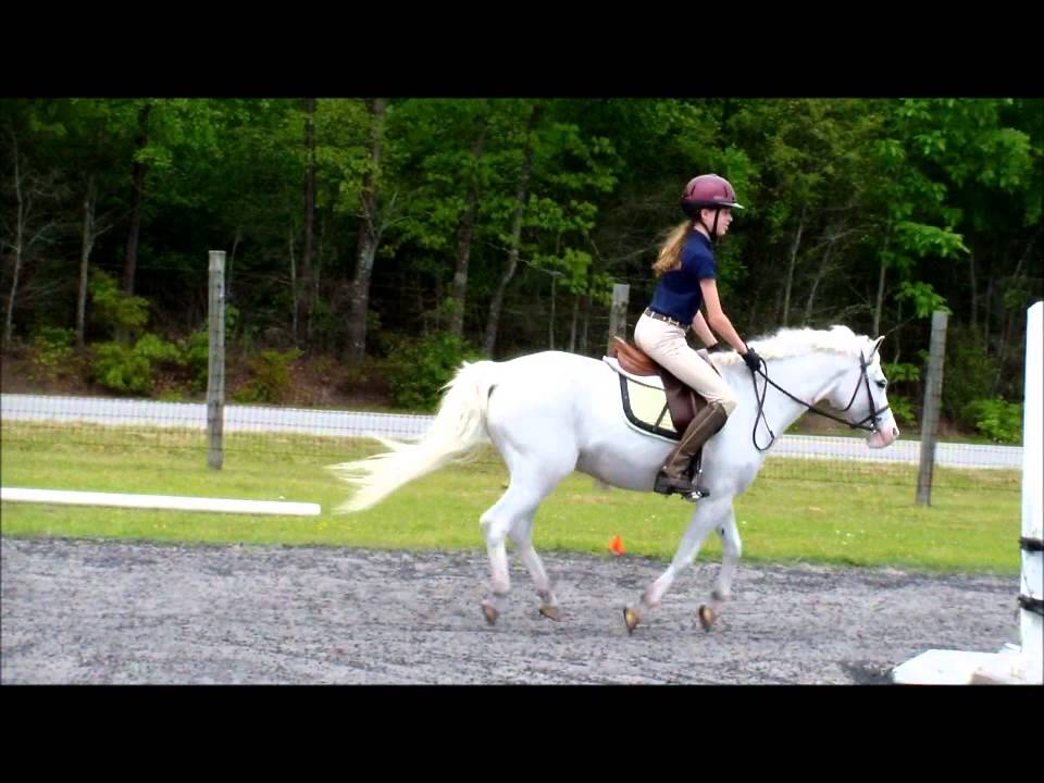Farnley Dragoon Small Pony for Sale YouTube