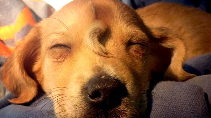 Vi presentiamo il primo cane unicorno!