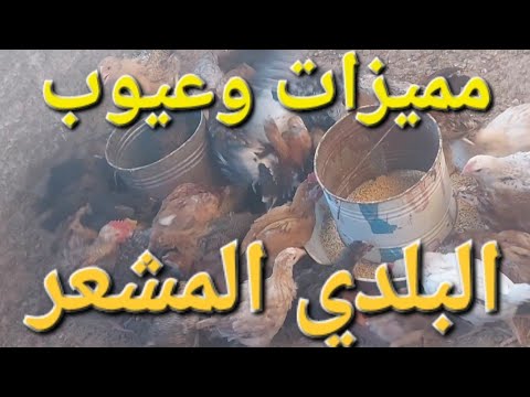 اهم مميزات وعيوب فراخ البلدي مشعر