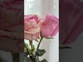 #розы #розовыерозы
