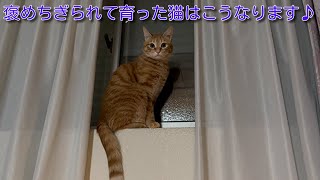 【茶トラ】ほめちぎって育てると猫はこうなります♪ by 茶トラ猫 てつのくうねるあそぶな日々 154 views 3 months ago 2 minutes, 15 seconds