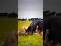 Buffaloes vs. 5 LIONS #lion #onebuffalo #ytshorts #animals #wildlife #safari #nature