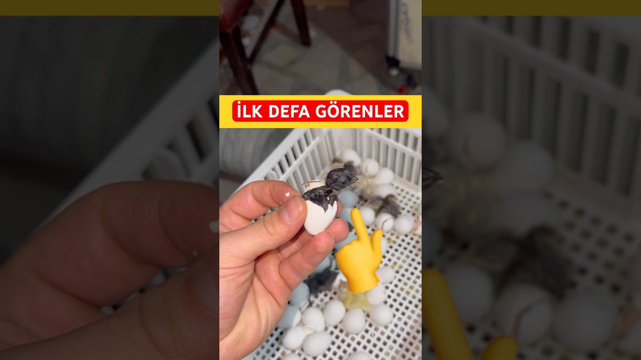 Yeni Hayat… 🐣🥰