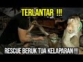 RESCUE BERUK TUA KELAPARAN DAN TERLANTAR !!! MENDADAK BANGET !!