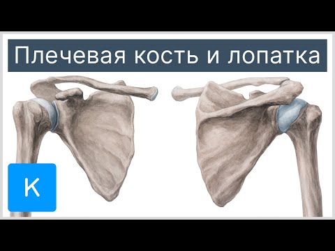 Плечевая кость и лопатка (предпросмотр) - Анатомия человека | Kenhub