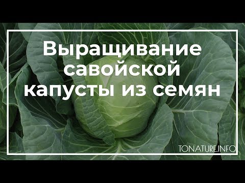 Видео: Выращивание савойской капусты: как вырастить капусту Perfection Drumhead Cabbage