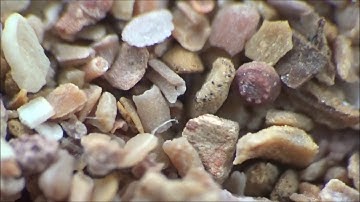 Sample full of microfossils: foraminifera, ostracods, crinoids.