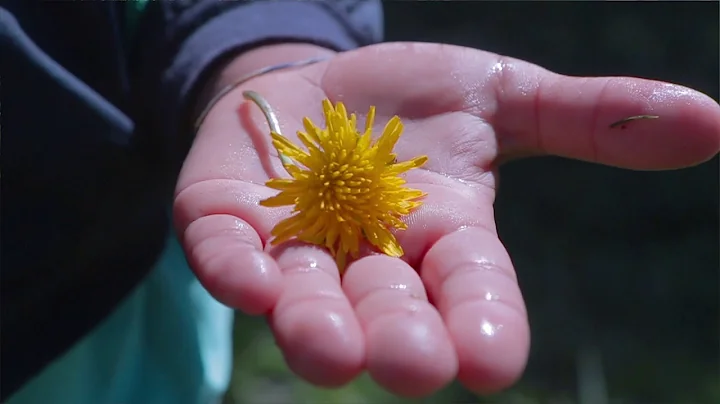 Sara Lovell - Wild Is Everywhere (Music Video)