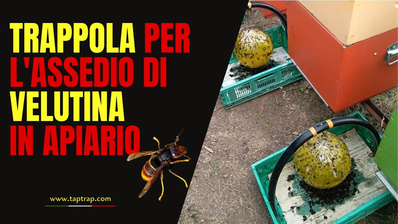 miele 淡路島 HORNET TRAP FOR APIARIES: SFERA TRAP - (Subtitles)