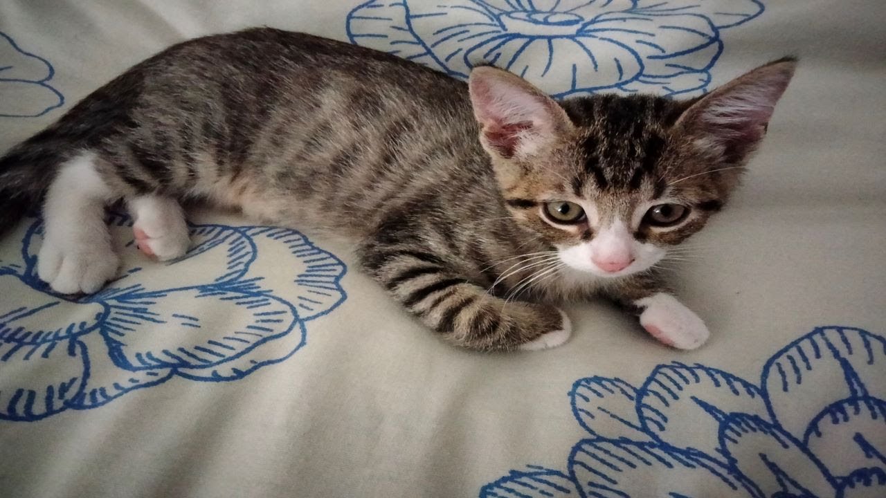 Cat sleeping deeply YouTube