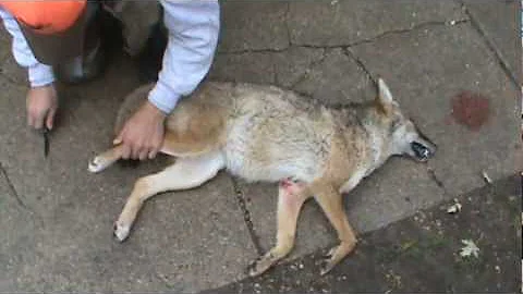 Air Skinning a Coyote