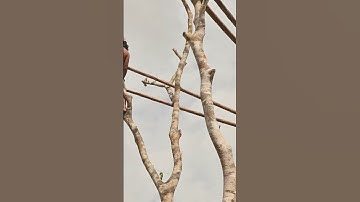 Building Bamboo House And Underground With Swimming Pools