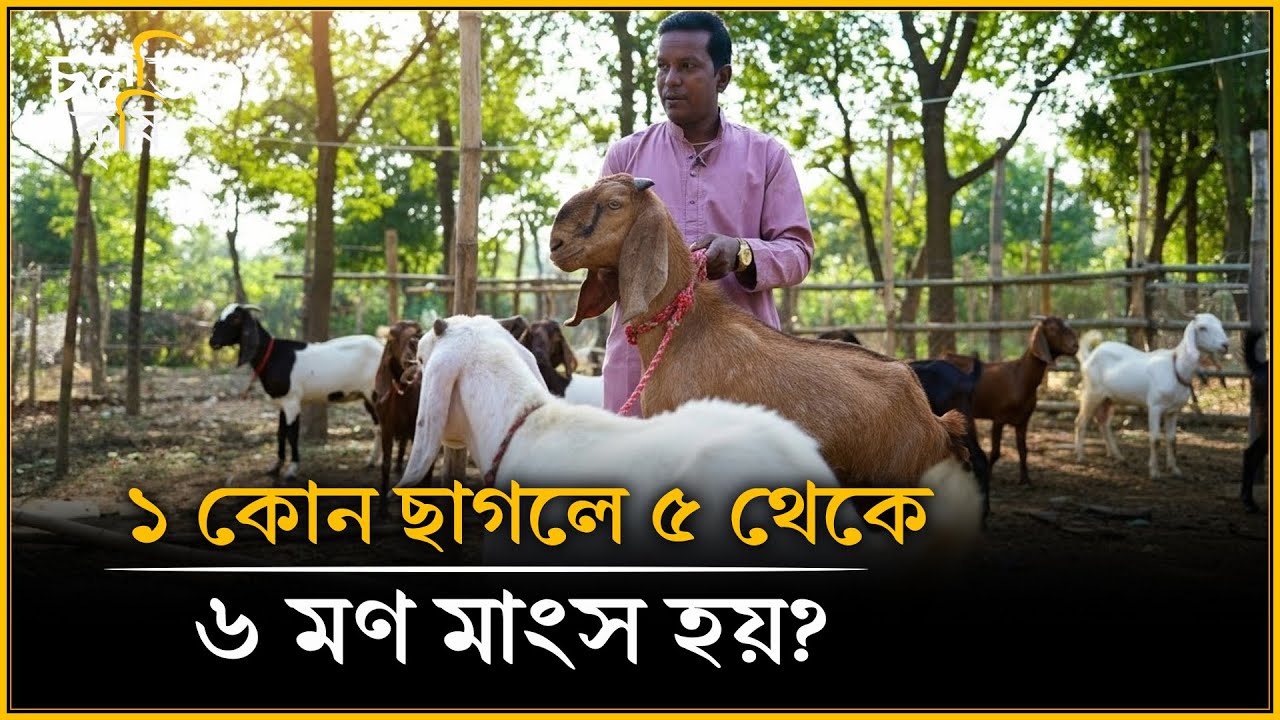 বাচ্চা ছাগলের দাম ৮০-৯০ হাজার টাকা- কোন ছাগল? | চলতি কৃষি