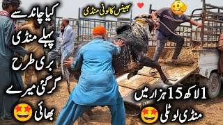Bhains Colony Mandi Karachi Cattle Latest Rates & Soday ❤️ 14 May 2026 | 115K Soda😍 | Cow Mandi 2026
