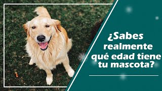 ¿Cuántos años tiene un perro en años humanos ?