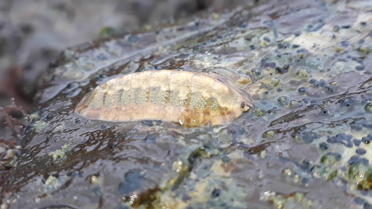 Speedy Chiton - "Rhyssoplax coxi"