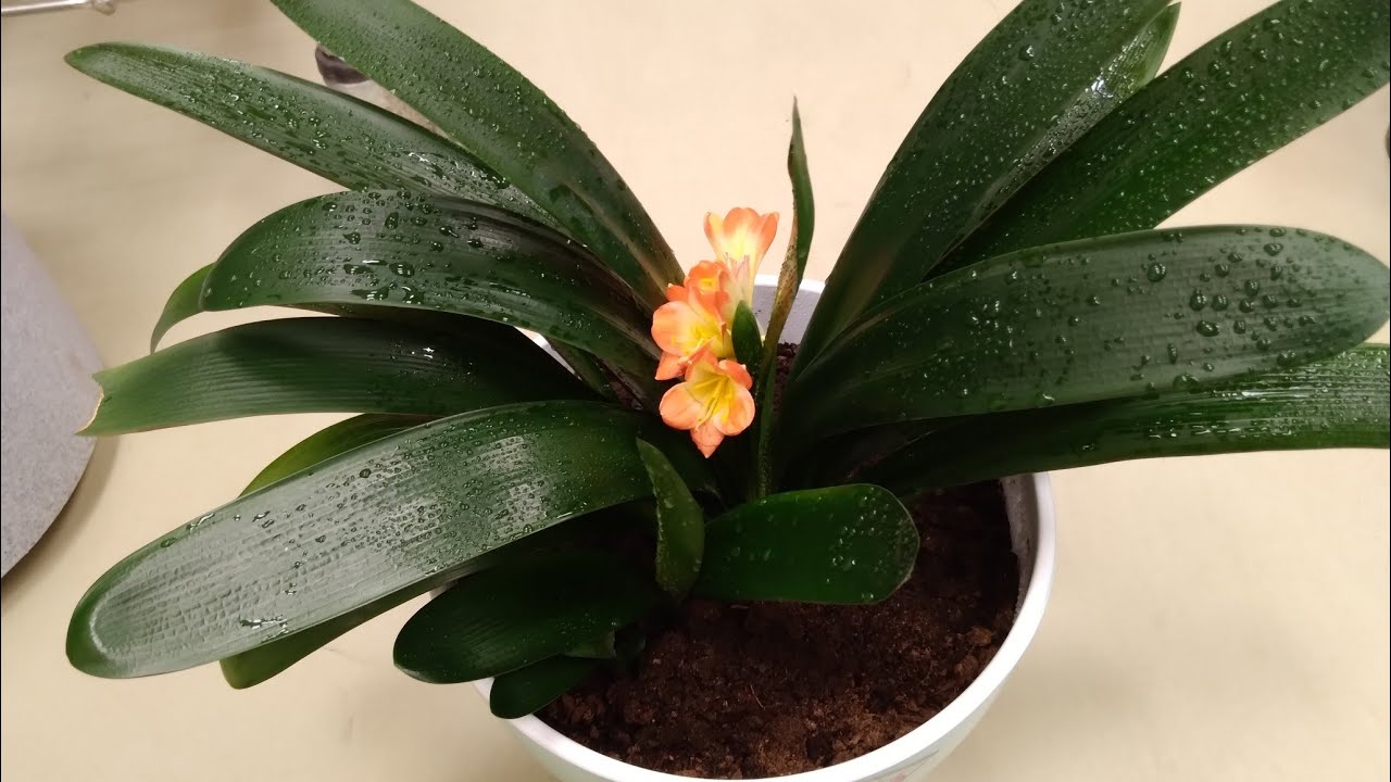 Менга Кливия совга килишти. Сиз биласизми? кливия гули хакида