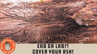 EAB or LAB?! Cover Your Ash!