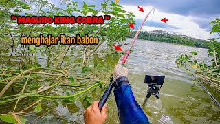 THE STRONGEST ROD DOWN THE MOUNTAIN‼️MAGURO KING COBRA BEATS NILE BABON | fishing for tilapia in ...