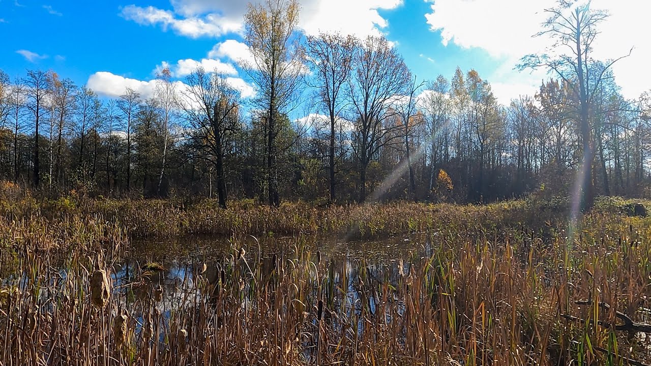 Осіннє болото на краю Полісся просто кишить ЧервоноКнижними видами риб