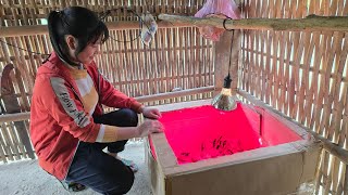 Download Lagu BABY Chicks Born on the Farm Today? | Tiểu Liễu-17 year old MP3