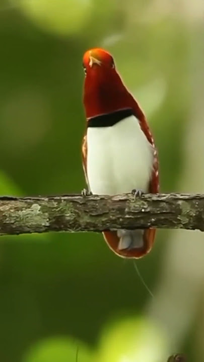 suara burung Cenderawasih raja@D.Hewan.#suara#burung#cenderawasihraja#burungcantik#duniahewan