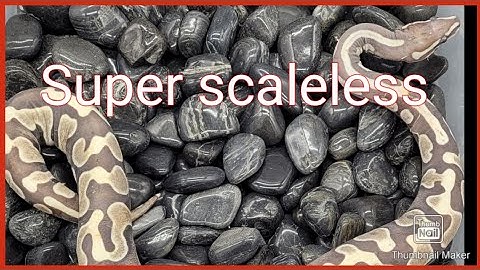 Super Scaleless stuck shed and eye cap removal