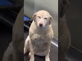 Funny Labrador.#funny #dog #pets #cutedog #fyp