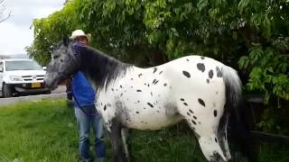 Vendo Potro Appaloosa Puro Nombre Mr Pecas