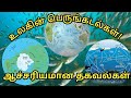 உலகின் பெருங்கடல்கள் பற்றிய ஆச்சரியமான தகவல்கள்! Interesting facts about the world's oceans!