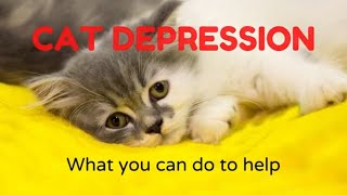 Cat depression (how to help if your cat is depressed) by kazick o 442 views 2 years ago 6 minutes, 10 seconds